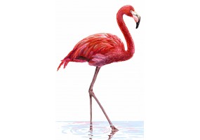 Autocollant flamant rose eau