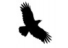 Sticker halloween corbeau