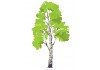 Sticker arbre bouleau