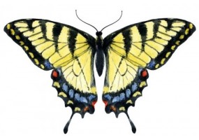 Sticker mural papillon