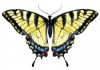 Sticker mural papillon
