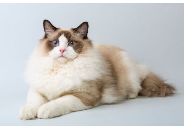 Sticker Chat Ragdoll Allonge Pour Deco Voiture Murale Mobilier Etc Sticker Chat Ragdoll Allonge Pour Deco Voiture Murale Mobilier Etc