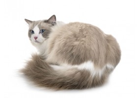 Autocollant Chat ragdoll assis