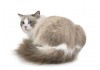 Autocollant Chat ragdoll assis