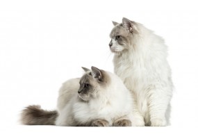 Stickers muraux Chat ragdoll assis