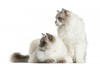 Stickers muraux Chat ragdoll assis
