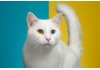 Sticker Chat angora