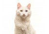 Sticker Chat angora