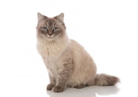 Autocollant Chat angora assis