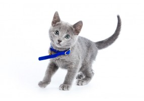 Autocollant Chat bleu russe