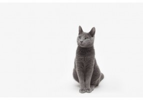 Stickers muraux  Chat bleu russe