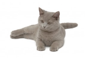 Autocollant Chat bleu russe