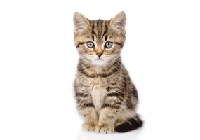 Sticker muraux Chat ecossais