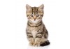 Sticker muraux Chat ecossais