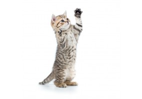 Autocollant Chat tigre