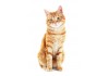 Sticker Chat tigre