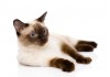 Sticker Chat chaton siamois voiture