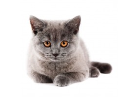 Sticker Chat british shorthair