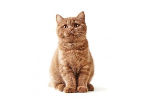 Sticker Chat british shorthair assis