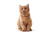 Sticker Chat british shorthair assis