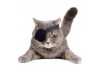 Sticker Chat british shorthair allongé