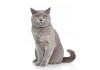 Sticker Chat british shorthair assis