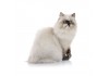 Sticker Chat british shorthair