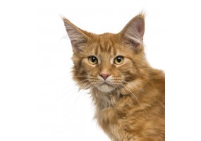 Sticker Chat maine coon