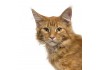 Sticker Chat maine coon