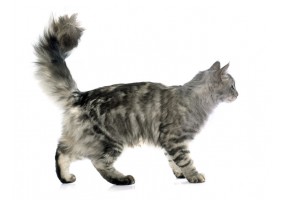 Stickers muraux Chat maine coon