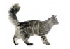 Stickers muraux Chat maine coon
