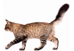 Autocollant muraux Chat marche