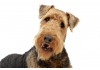 Sticker Chien airedale terrier saute