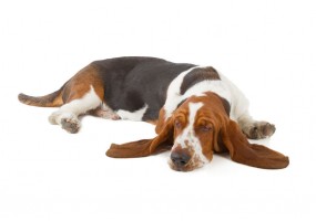 Sticker Chien basset