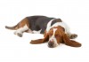 Sticker Chien basset