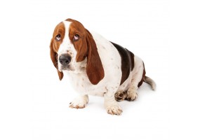 Sticker Chien basset mange