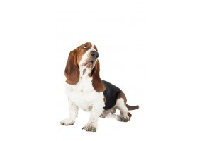 Sticker Chien basset assis