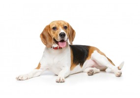 Sticker Chien beagle balle