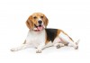 Sticker Chien beagle balle