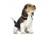 Sticker Chien beagle assis