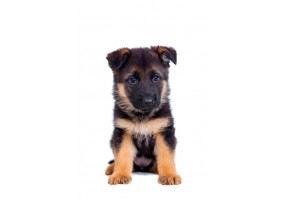 Sticker Chien berger allemand