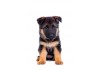 Sticker Chien berger allemand