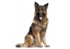 Sticker Chien berger allemand assis