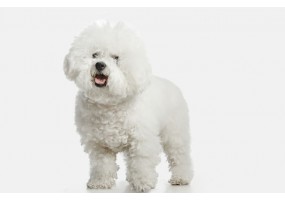 Sticker Chien bichon frisé