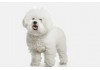 Sticker Chien bichon frisé