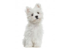 Sticker Chien bichon maltais