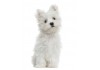 Sticker Chien bichon maltais