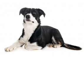 Sticker Chien border collie