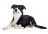 Sticker Chien border collie