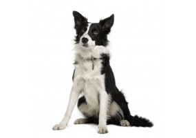 Sticker Chien border collie